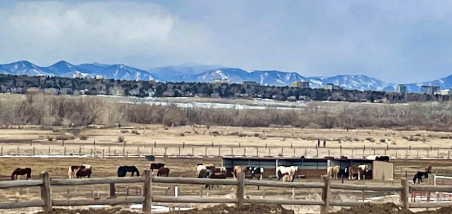 Panoramic view of the horses in 12 Mile Stables