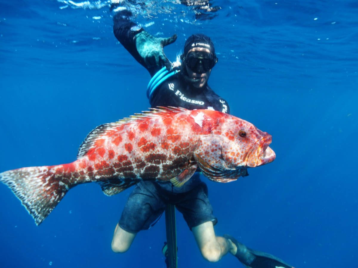 A diver with a big fish at Mona Passage