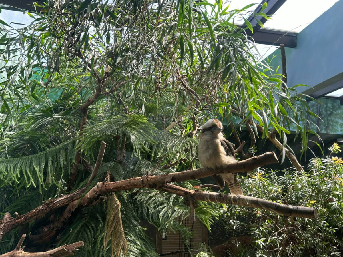 A Kookaburra perched on a tree at the Woodland Park Zoo