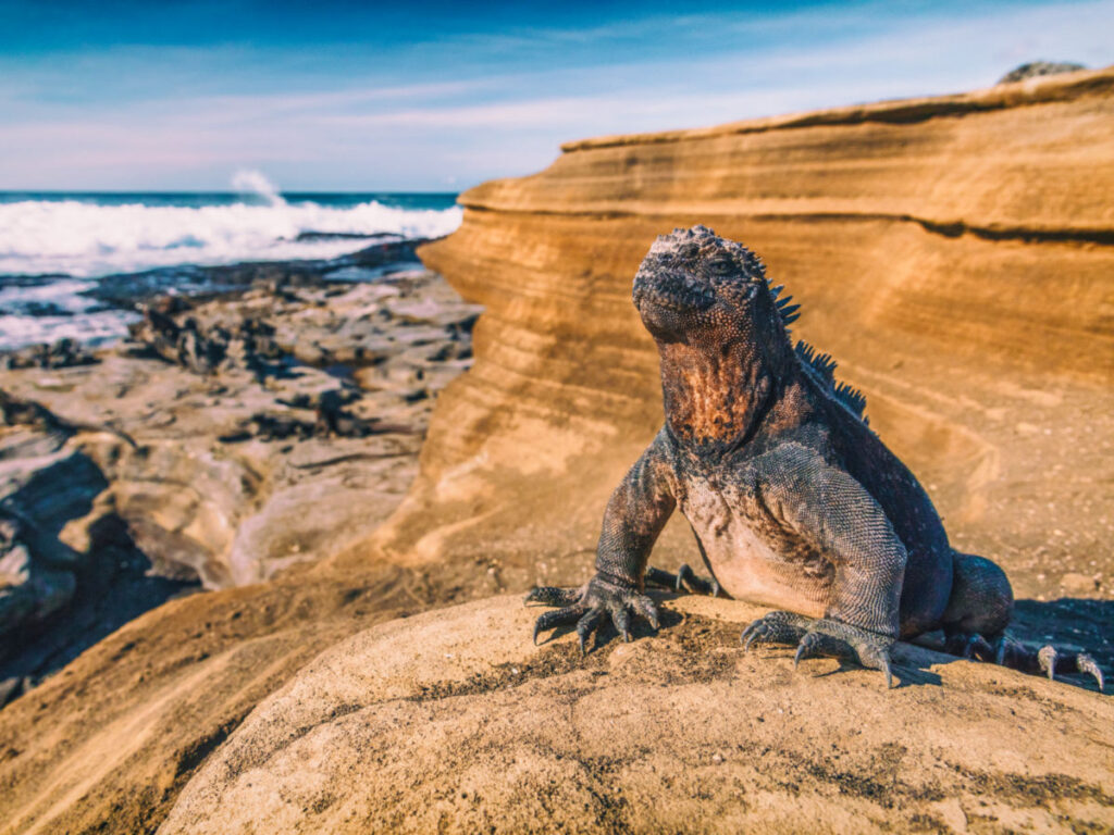 Iguana warming in the sun on volcanic rocks on Puerto Egas, Santiago island