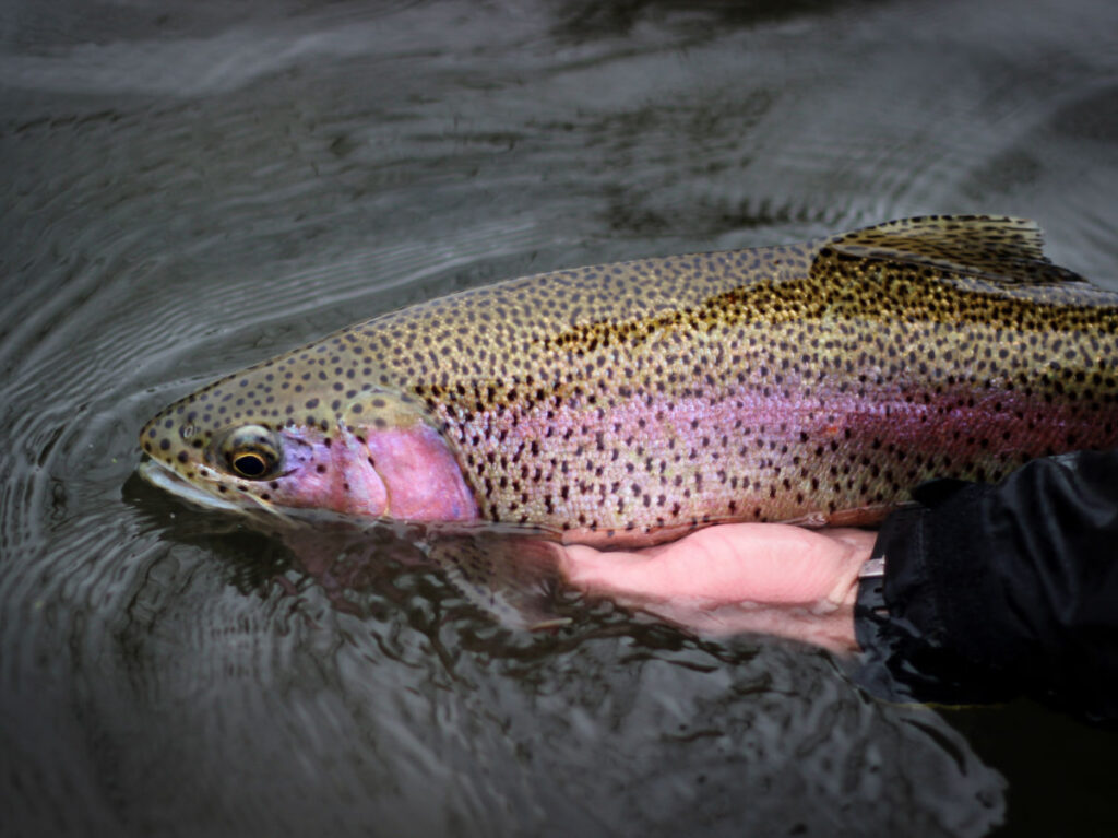 A thick rainbow trout is cradled right on top of the water