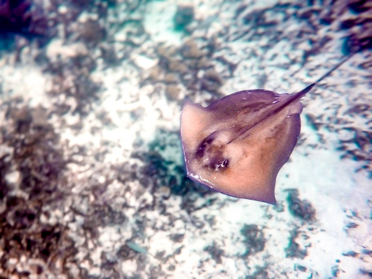 A stingray seen during snorkeling