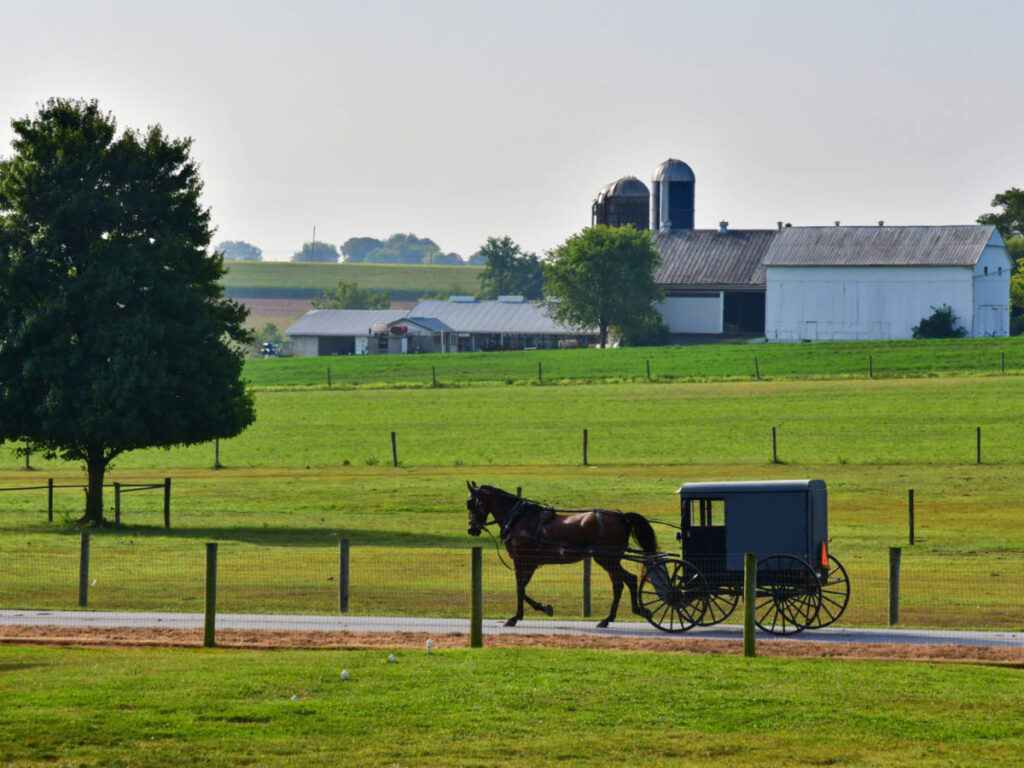 A horse and buggy in the middle of the farm surrounded by greenery