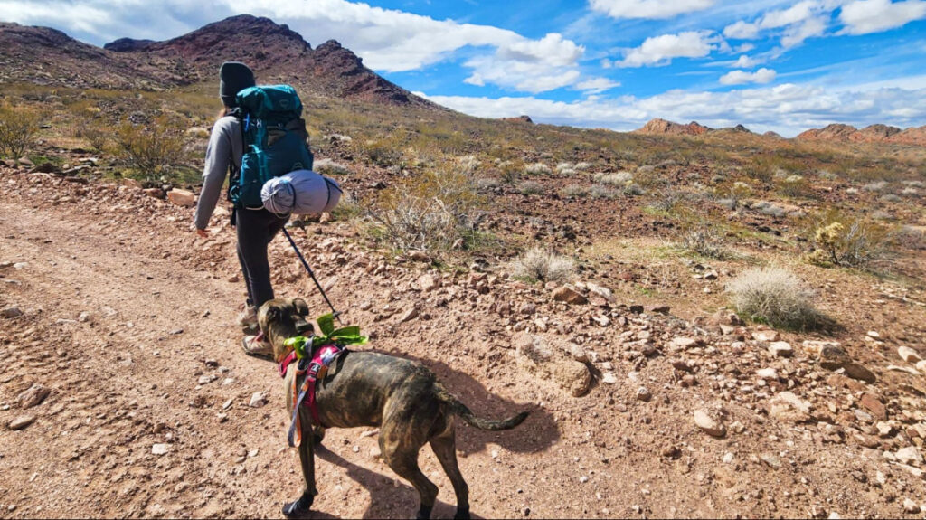 Abigail, using the Osprey Eja Backpack while hiking with her dog on a sunny day