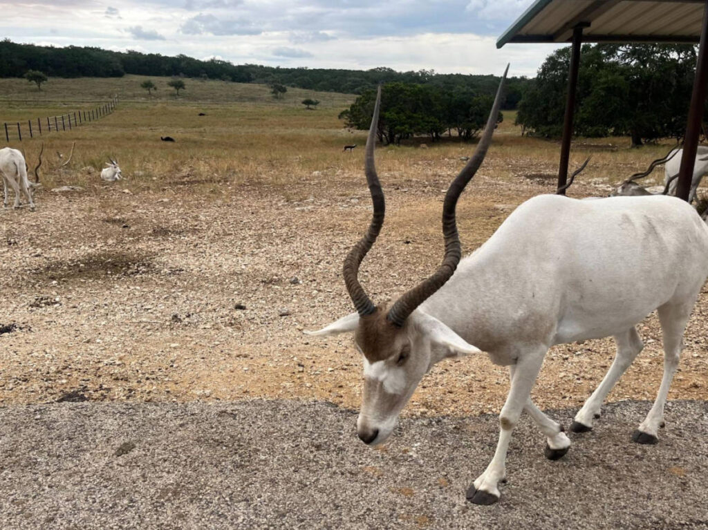 An addax wandering on a wildlife refuge