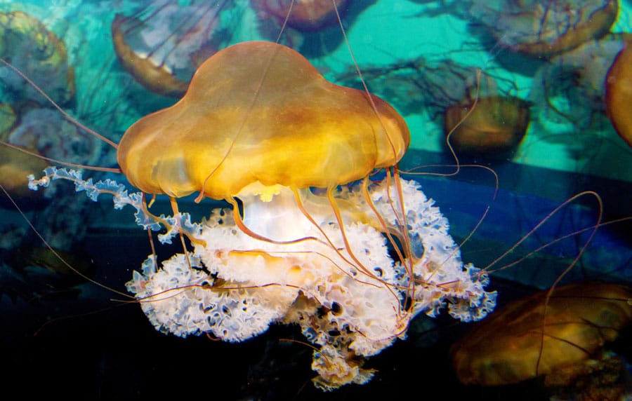 View of a jellyfish in Adventure Aquarium in New Jersey