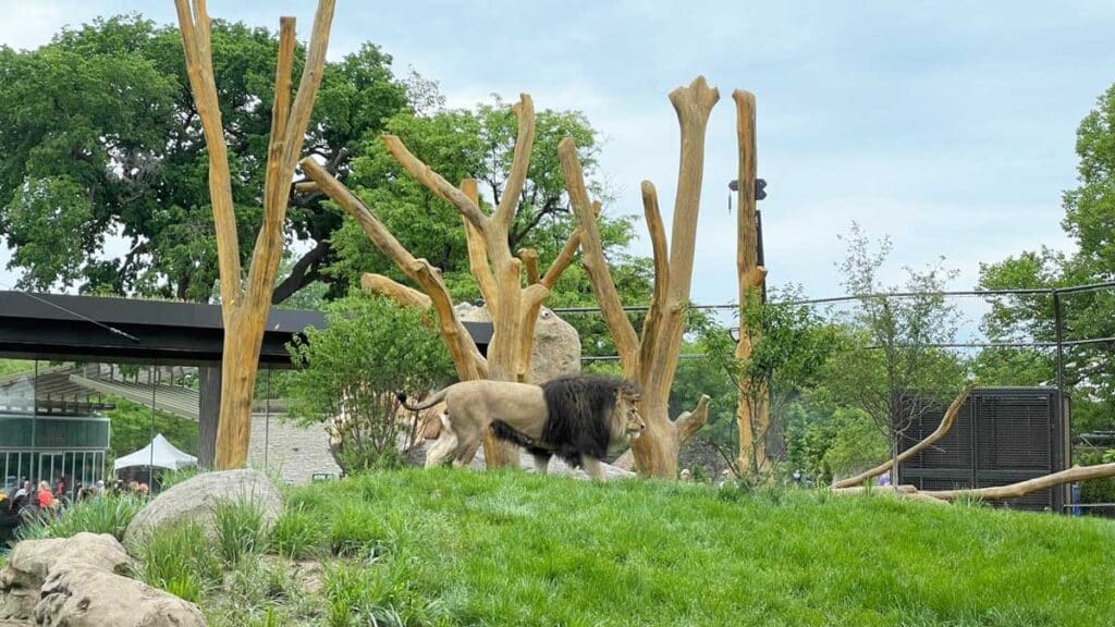 An African lion found at the Lincoln Park Zoo