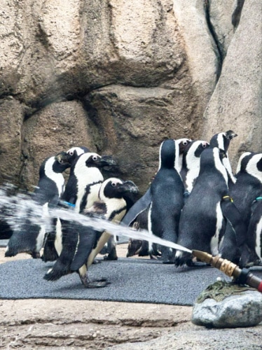 View of the African Penguins at Lincoln Park Zoo
