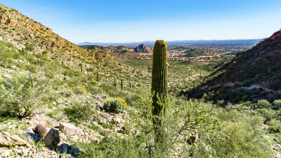 A cactus standing in the middle of the mountains overlooking the Ahwatukee Neighborhood in Arizona
