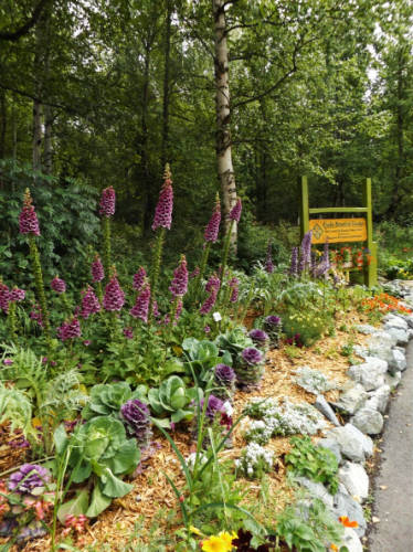 View of flowers at the Alaska Botanical Garden