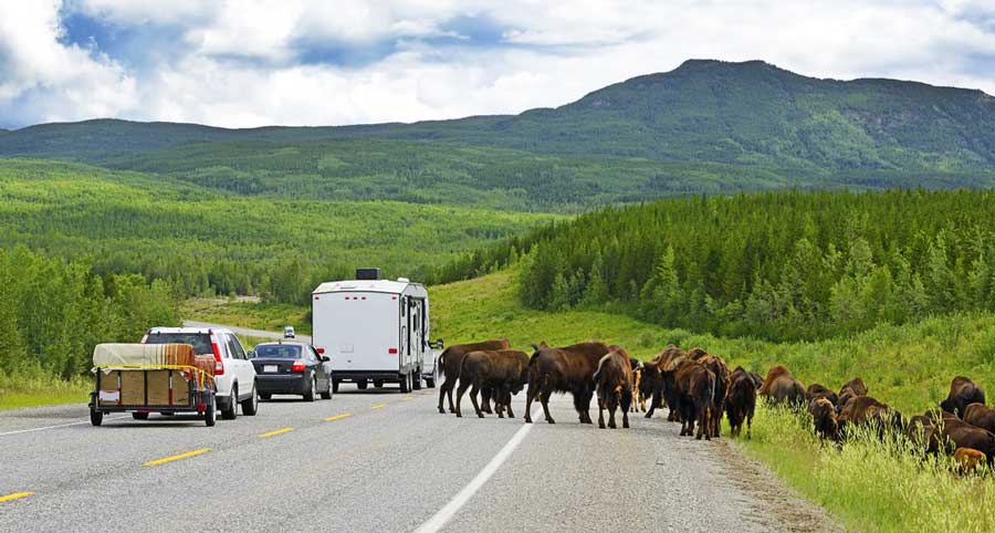 View of bison crossing the street in a Highway