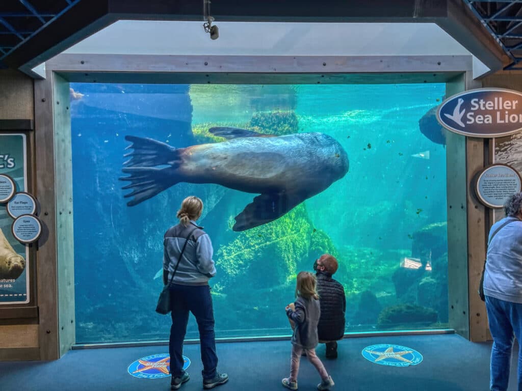 People admiring the Stellar sea lion at the Alaska Sealife Center