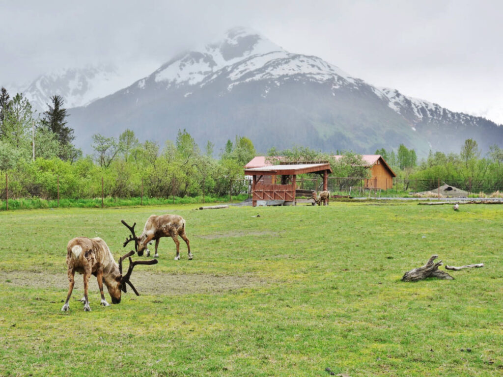 Reindeer eating grass at the Alaska Wildlife Conservation Center