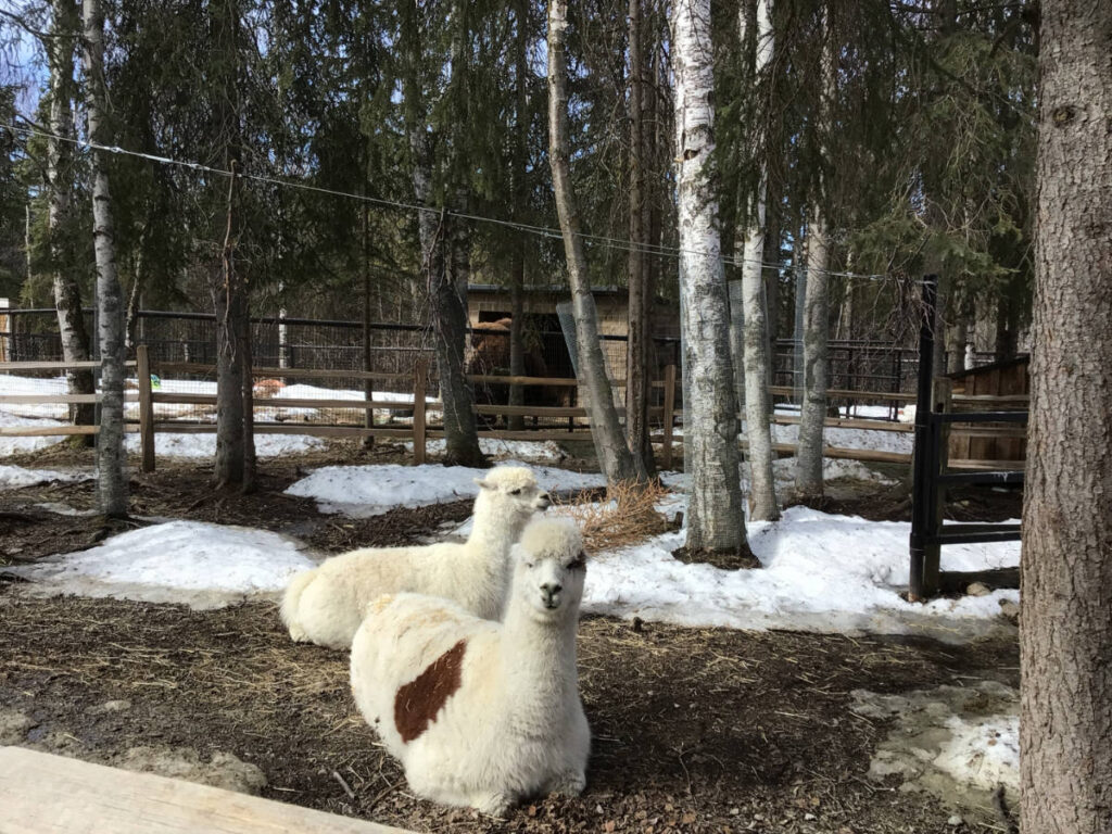 Alpacas at the Alaska Zoo