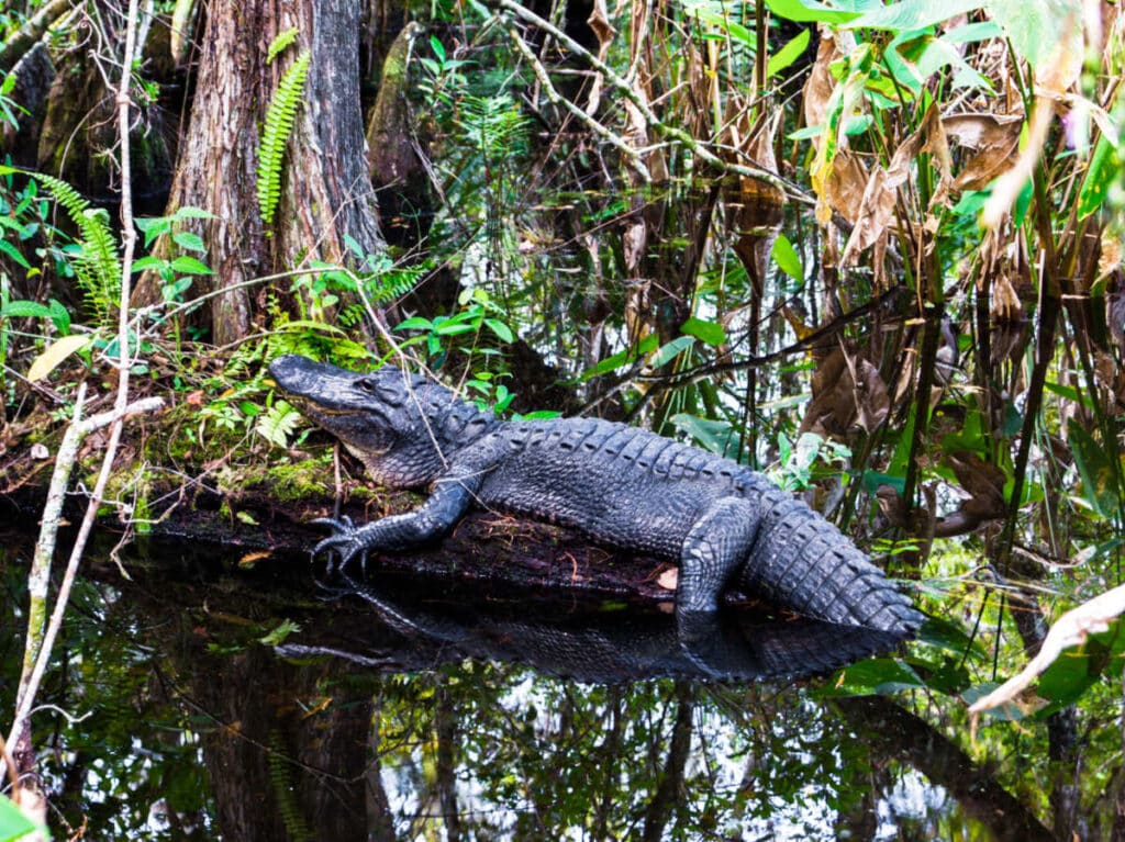 An alligator lying on a logt at a swamp in Everglades National Park