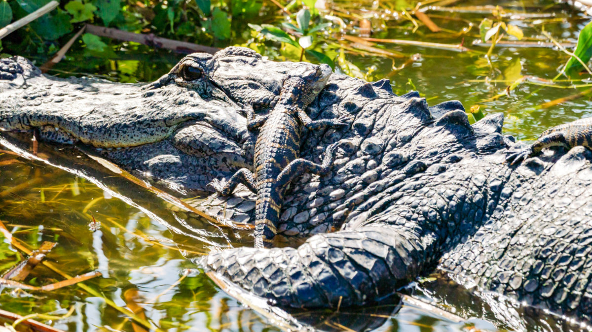 View of a baby alligator climbing on the back of the adult alligator in the swamp
