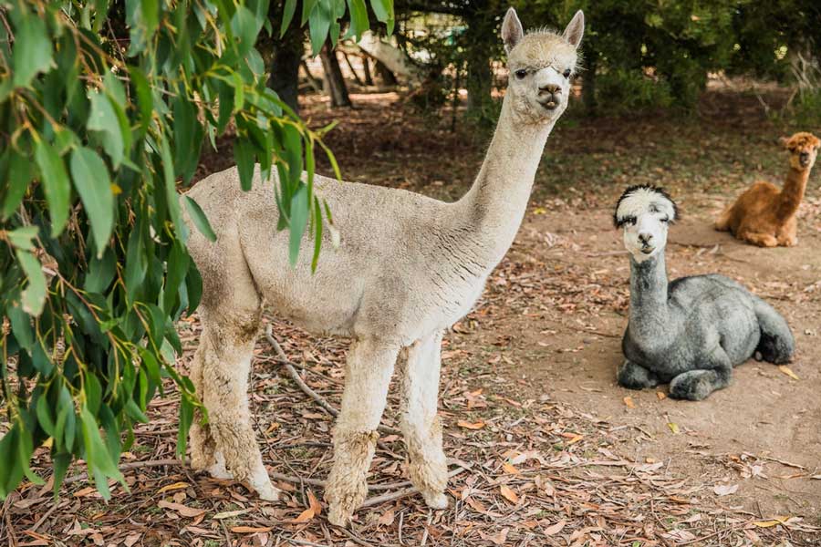 View of alpacas on a farm in Temecula