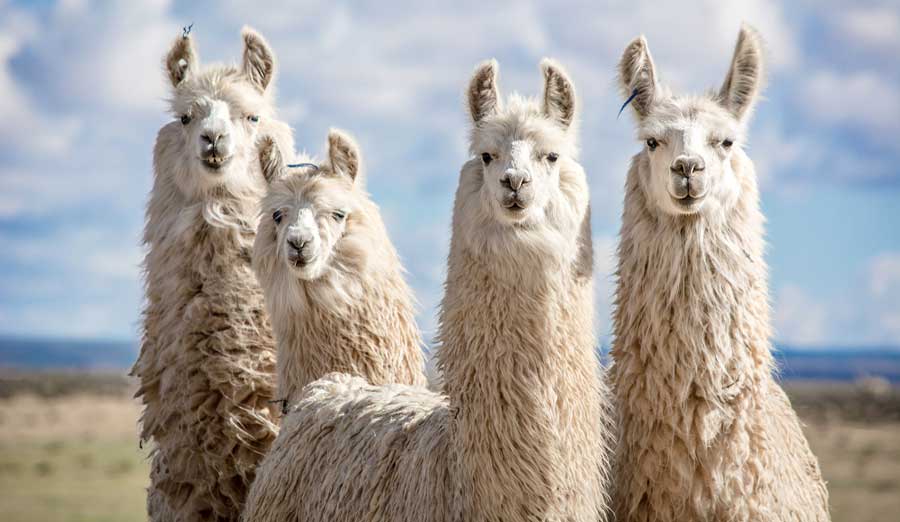 View of alpacas under the clear blue sky in Colorado