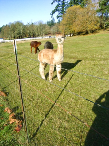 View of the alpacas on San Juan Island
