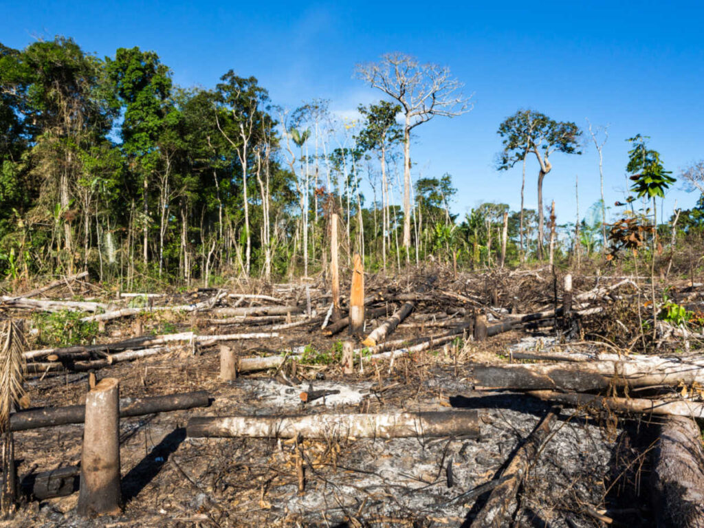 The burnt Amazon RainForest after a fire in Brazil