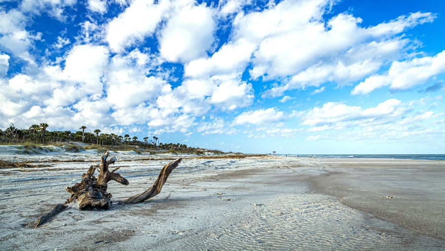 View of a tree trunk on the sand of Amelia Island