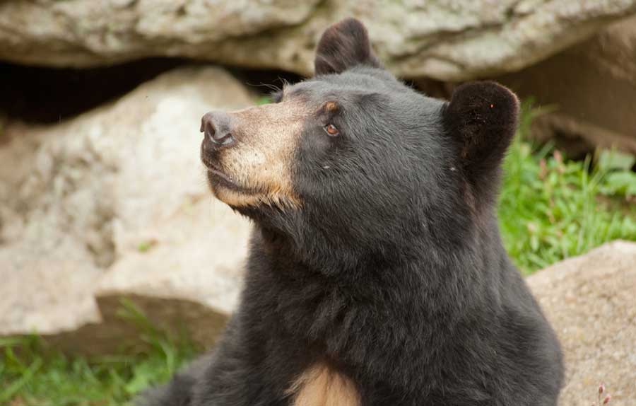 Close up view of an American black bear in Lincoln Park Zoo
