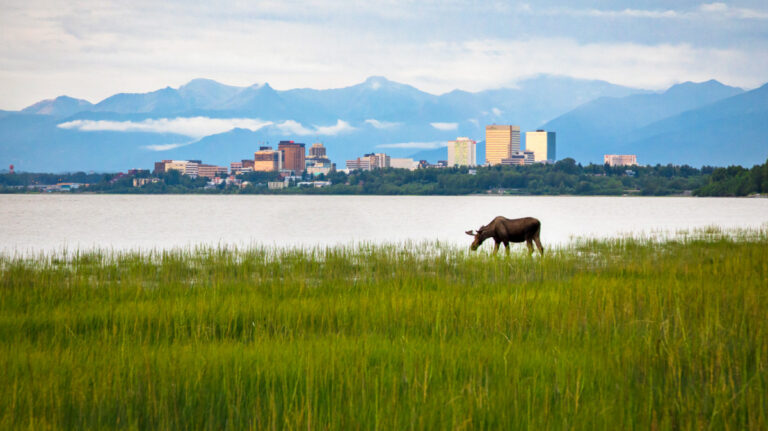 View of the Anchorage cityscape and a moose walking along the greenspace near the lake on a sunny day