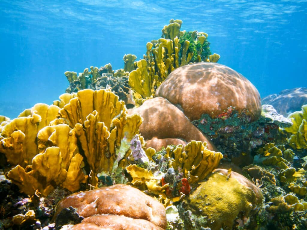 View of the colorful and beautiful Angel Reef under the water