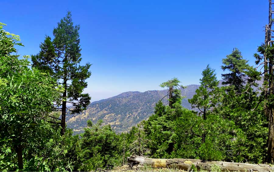 View of trees and the clear blue sky from Angeles National Forest