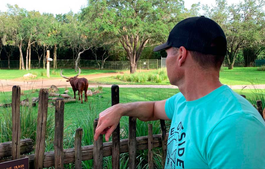 The author's husband observing the ankole cow in Animal Kingdom Lodge