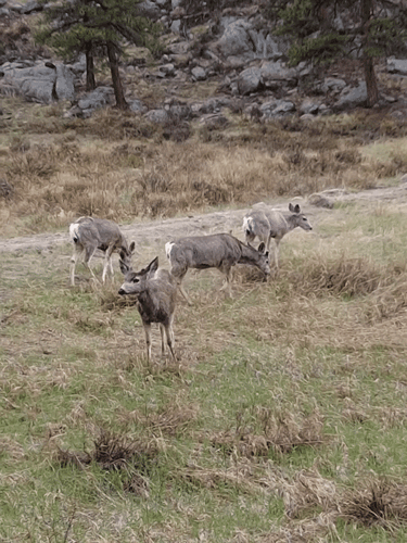 Animals roaming at the Rocky Mountain National Park