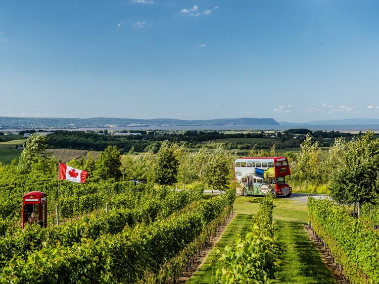 Magic winery bus in a vineyard in Nova Scotia