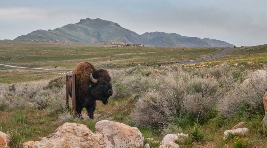 A bison at the Antelope Island State Park