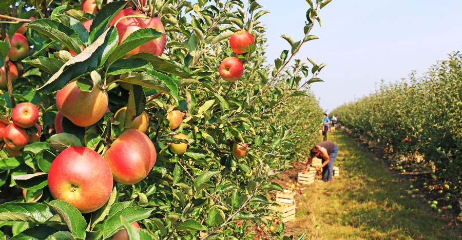View of people picking apples in an apple farm