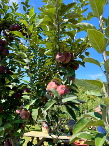 An apple tree at the Jeter Mountain Farm