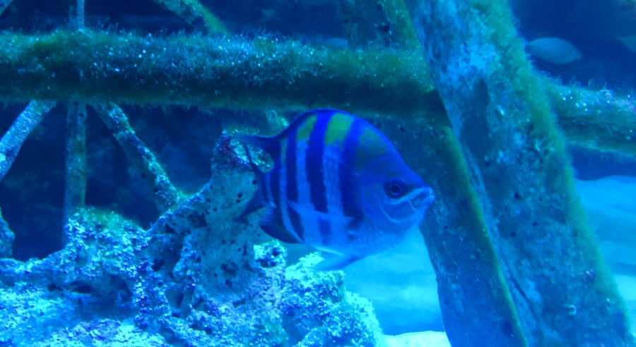 A fish swimming near the corals at the Aquarium of Boise