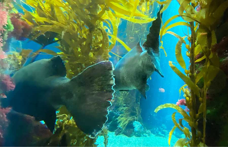 Fishes on the Aquarium of the Pacific