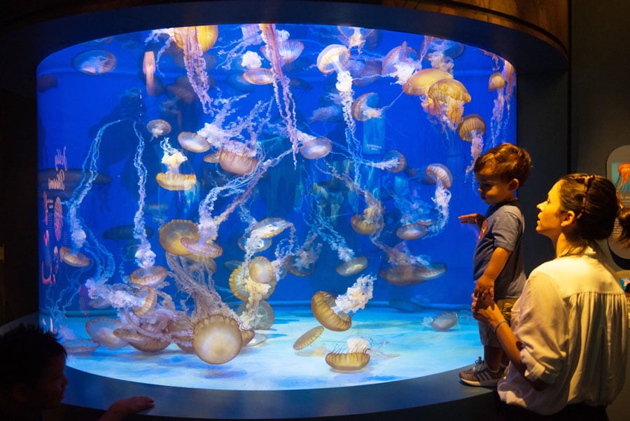View of a mother with her son admiring the jell fish on the tank in Aquarium of the Pacific