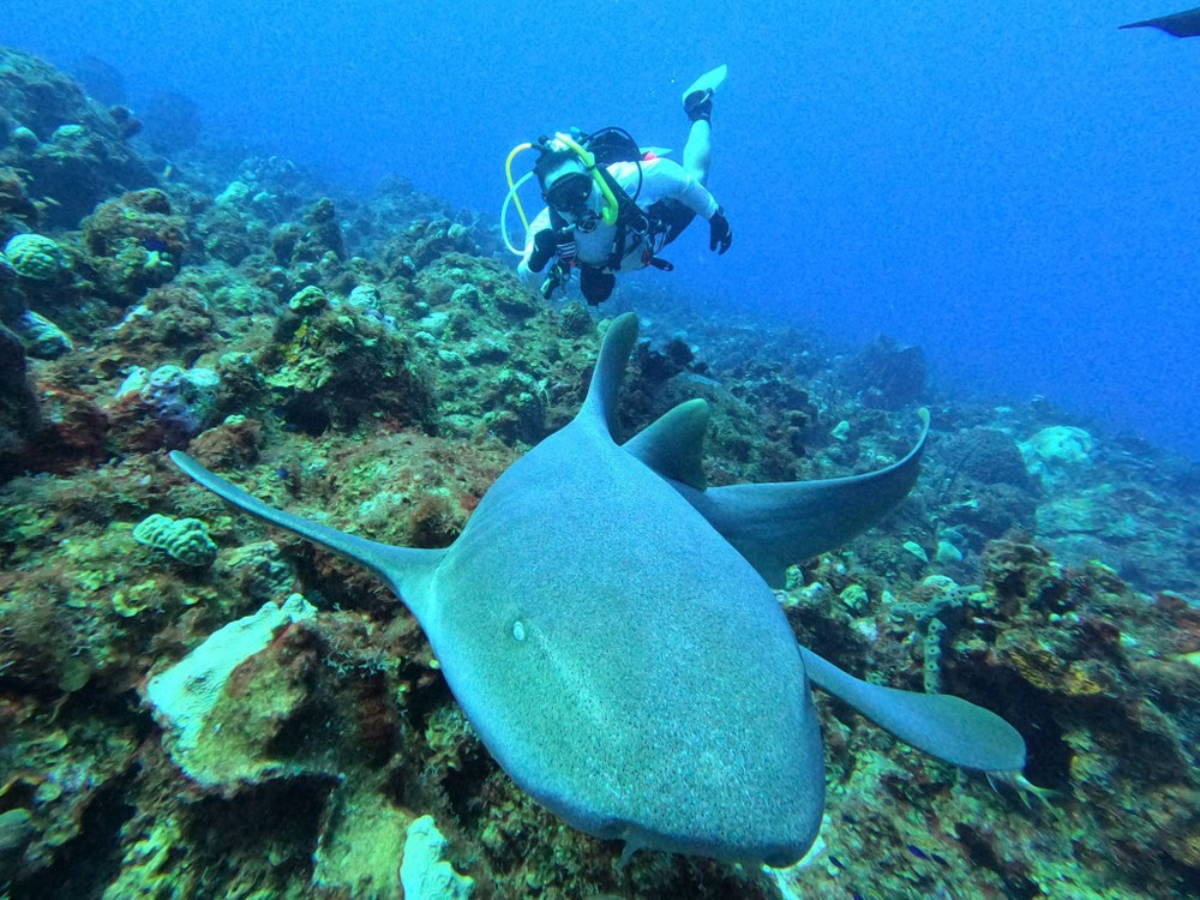 View of a diver at the Desecheo Island