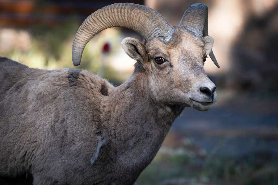 Close up view of a bighorn sheep in Arizona-Sonora Desert Museum