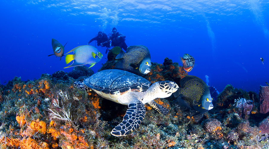 View of turtle and fishes in National Marine Park