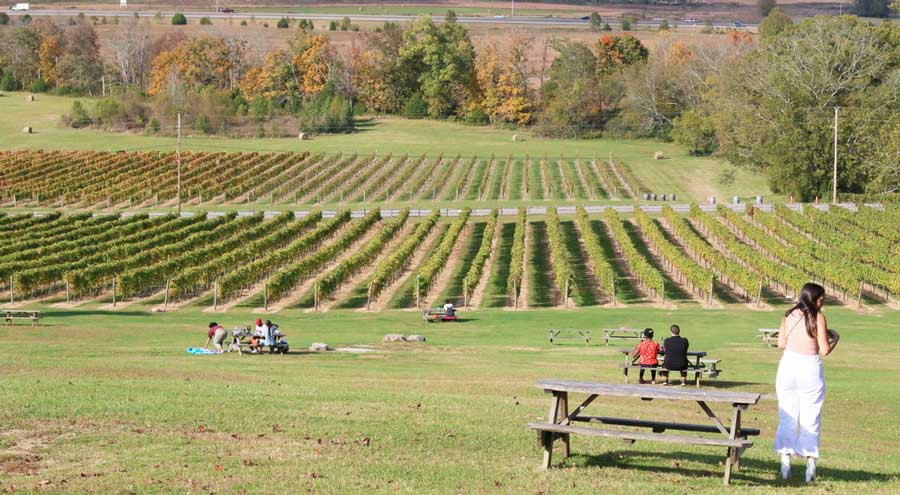 View of people in the Arrington Vineyard in Nashville