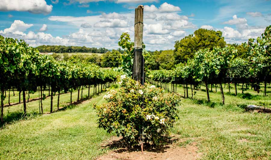 The Arrington Vineyards in Nashville and the clear blue sky over it