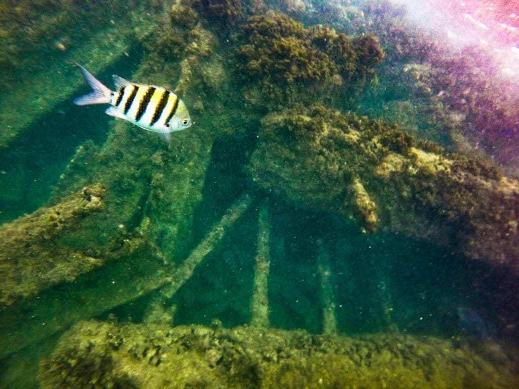 A colorful fish swimming around the artificial reef at Escambrón Beach