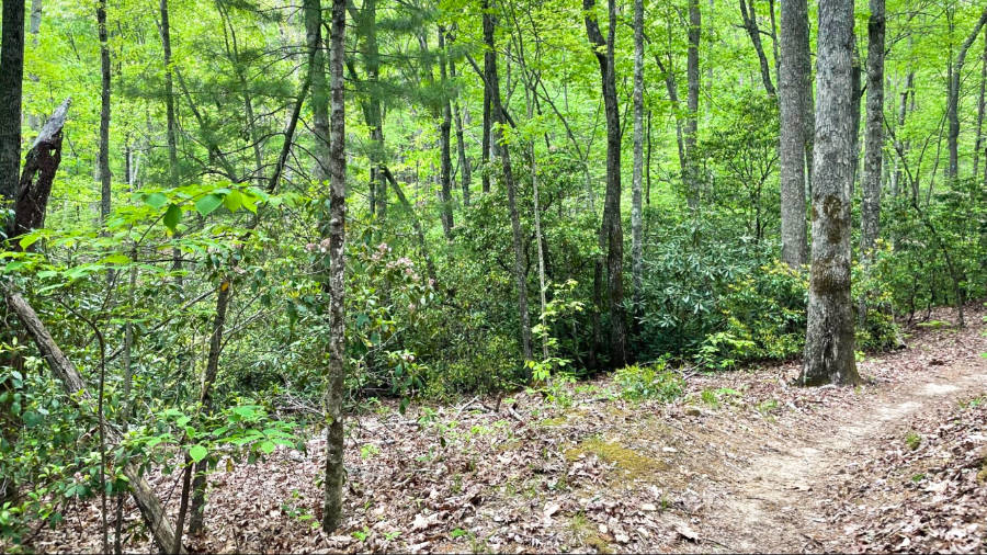 View of the trail in Asheville surrounded by greenery