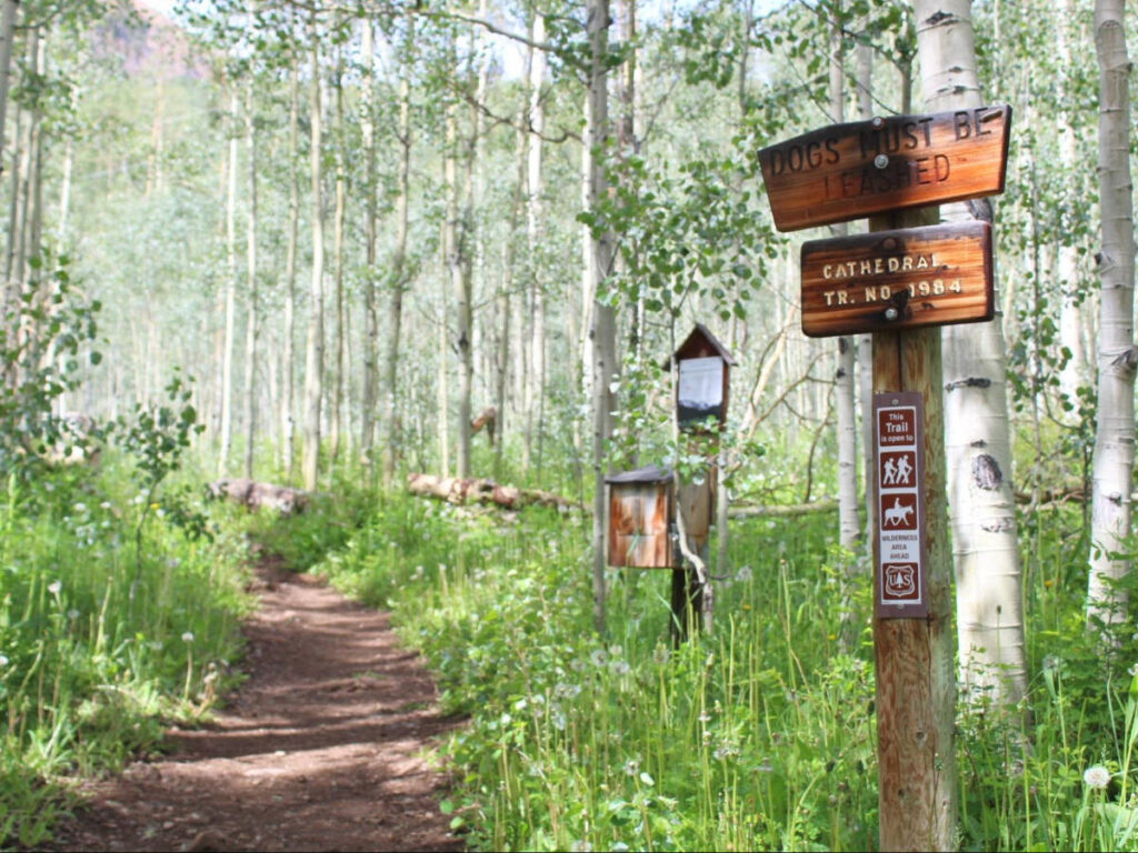 A trail surrounded by Aspen trees in Aspen, Colorado