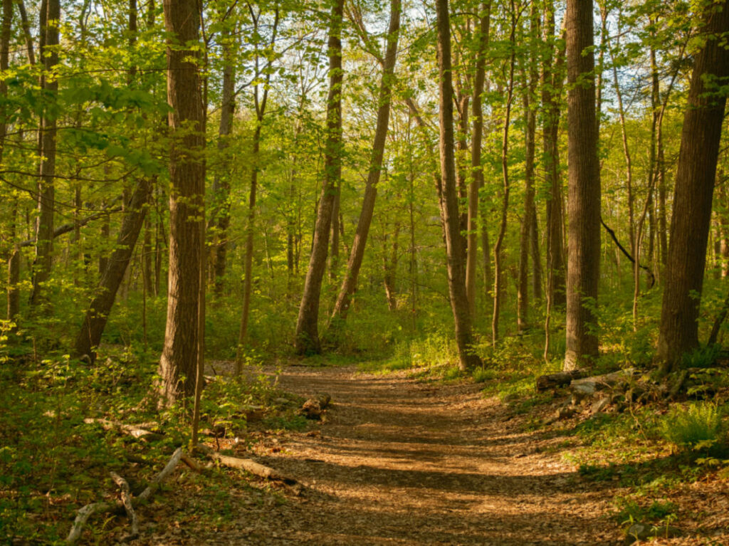 View of the Hiking trail surrounded by trees at Ferncliff Forest in Rhinebeck