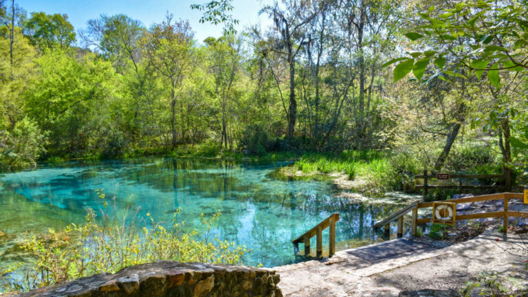 Scenic view of the natural springs surrounded by greenery at Ichetucknee Springs State Park