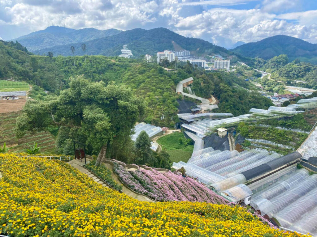 Views over the Cameron Highlands from Flora Park