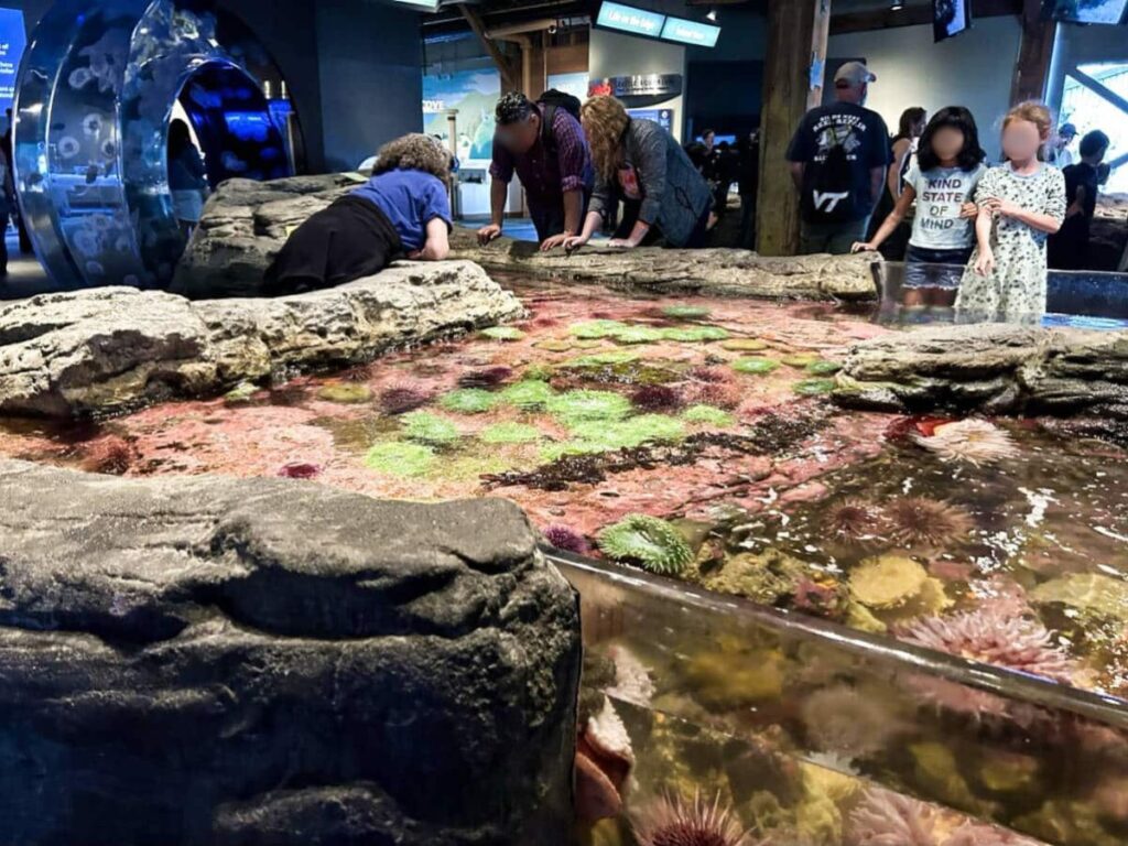 View of the kids and adults at the touch tanks in Seattle Aquarium